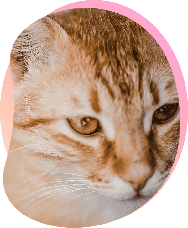 Close portrait of an adult domestic cat
