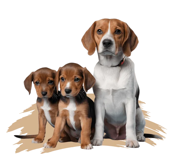 An adult beagle with two puppies