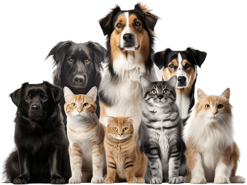 A group of dogs and cats representing pets at different life stages