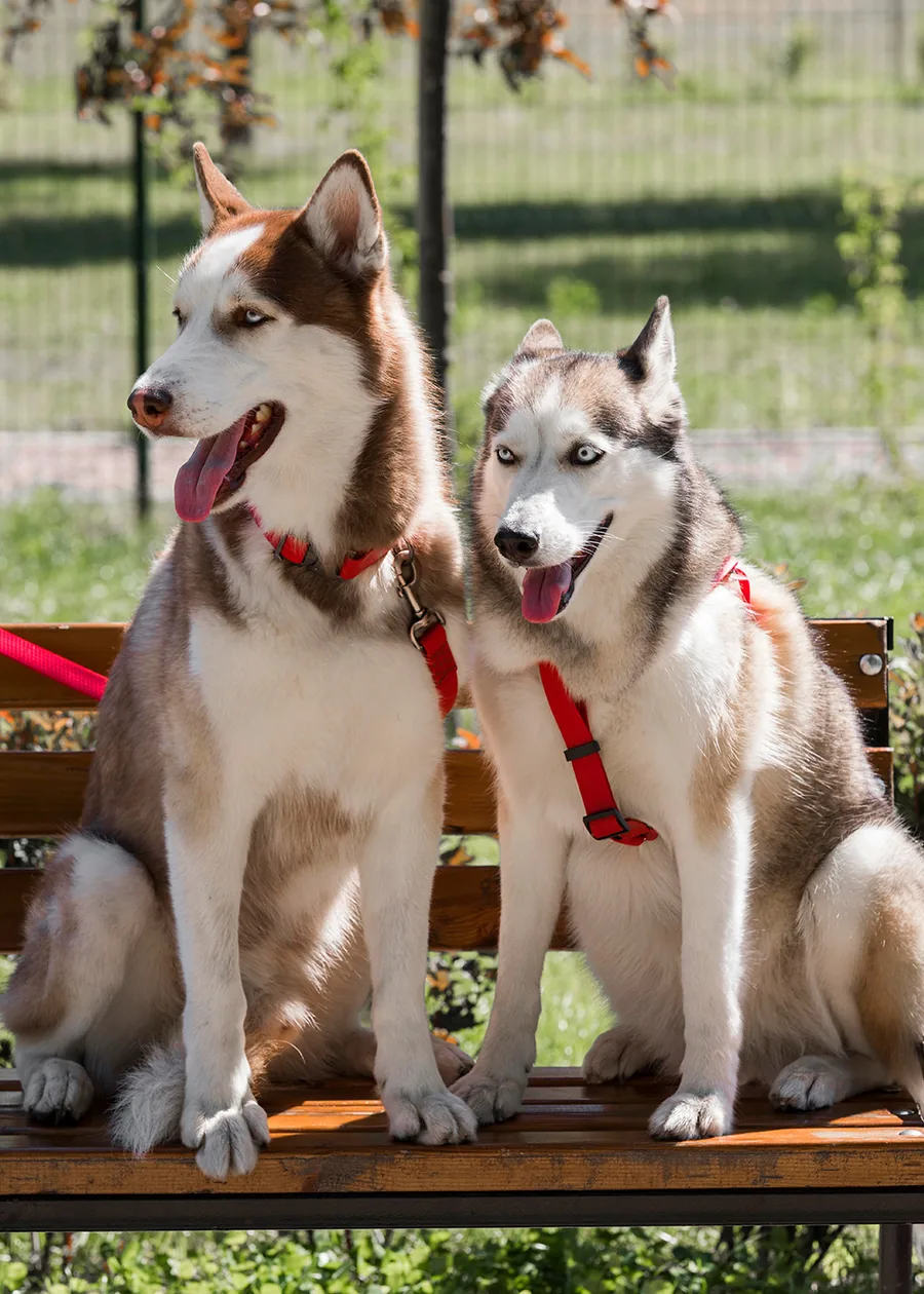 Two dogs outdoors wearing secure leads